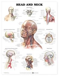 27480-9990 - Head and Neck