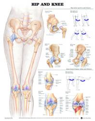 27480-9780 - Hip and Knee