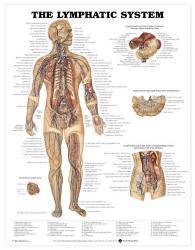 27480-8937 - The Lymphatic System