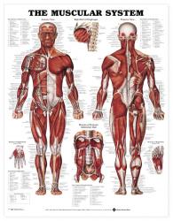 27480-8946 - The Muscular System