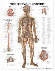 27480-8949 - The Nervous System