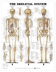 27480-8943 - The Skeletal System