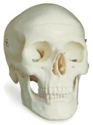 crâne humain