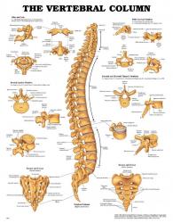 27480-9850 - The Vertebral Column