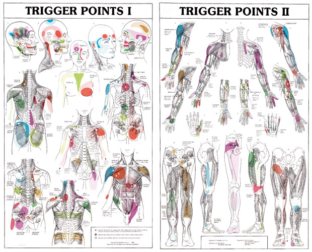Therapy Trigger Points Chart